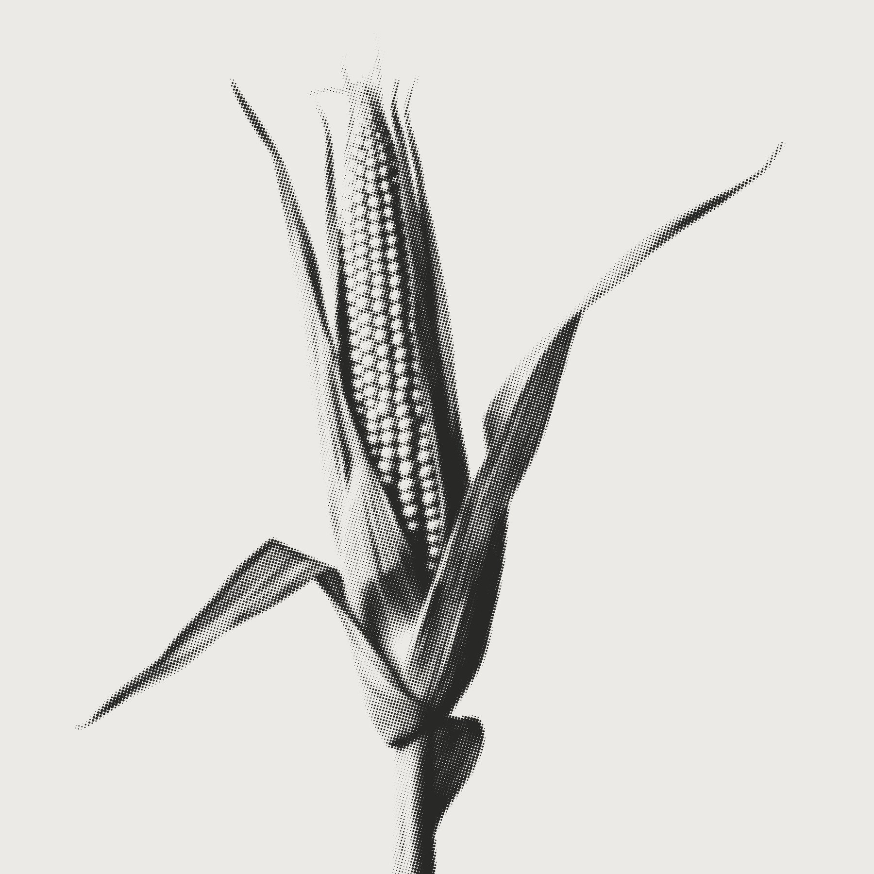 Scale two: a single corn plant rendered as halftone, the dots growing dense on the shadow side and opening toward the light.