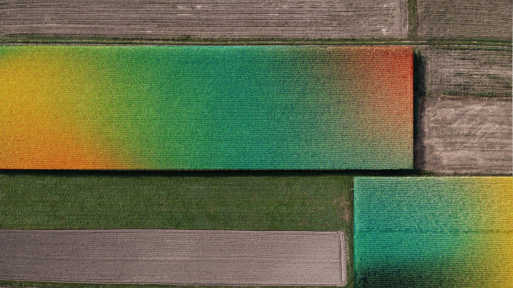 Fields photographed from directly above, some left as shot and some mapped onto a saturated gold, green and orange ramp.